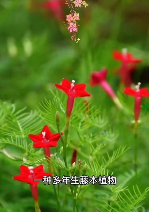 哪些花象征着坚强和吉祥？