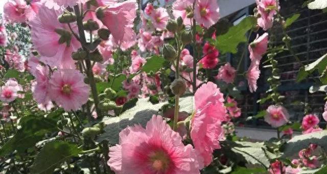 【8种浪漫花，顺利让院子变成花海，满园花色关不住的感觉太美了！】图1