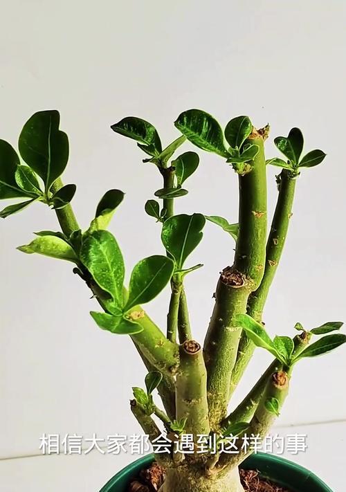 沙漠玫瑰（为什么沙漠玫瑰在冬天会掉叶？如何护理？）