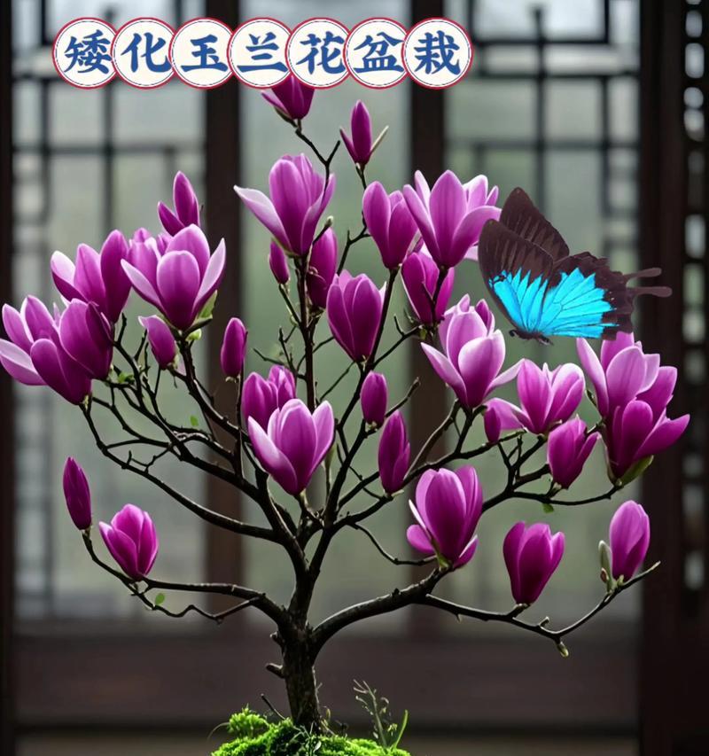 白玉兰盆栽的方法与技巧(以家居美化为目的的盆栽白玉兰,如何繁衍生息?)