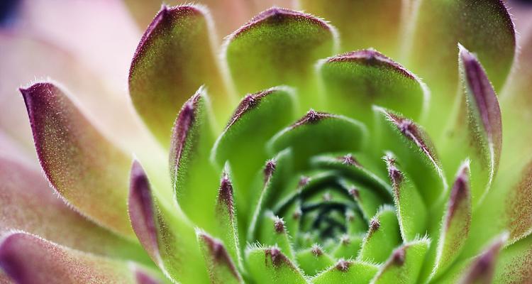 瓦松怎么养长？（打造美丽绿色的家园；）