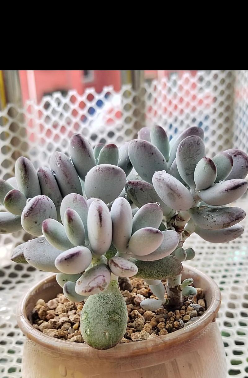 多肉乒乓福娘的养护方法（健康成长需注意的小技巧）