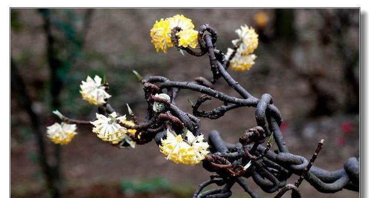 结香树怎么养？15个技巧教你长成大树（一步步教你，让结香树成为你家的绿色宝藏）