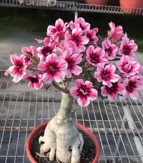 沙漠玫瑰栽培与开花时间（探讨沙漠玫瑰养几年才能开花的秘密）