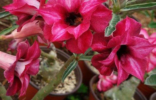 沙漠玫瑰栽培与开花时间（探讨沙漠玫瑰养几年才能开花的秘密）