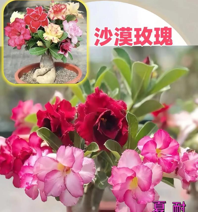 沙漠玫瑰栽培与开花时间（探讨沙漠玫瑰养几年才能开花的秘密）