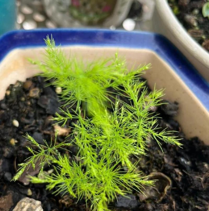 文竹开花结果的全面介绍(了解文竹的开花习性,培育出丰富多彩的盆栽生活) 文竹开花结果的全面介绍(了解文竹的开花习性,培育出丰富多彩的盆栽生活)