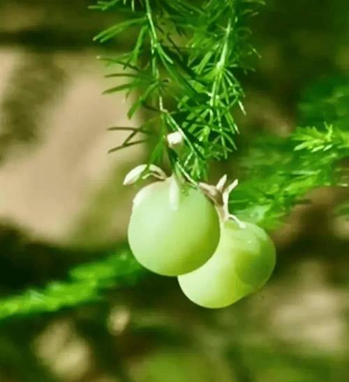 文竹开花结果的全面介绍(了解文竹的开花习性,培育出丰富多彩的盆栽生活) 文竹开花结果的全面介绍(了解文竹的开花习性,培育出丰富多彩的盆栽生活)