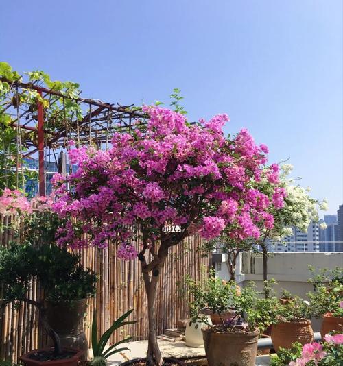 了解三角梅雪紫勤花的美丽与魅力（一场与三角梅雪紫勤花的相遇之旅）