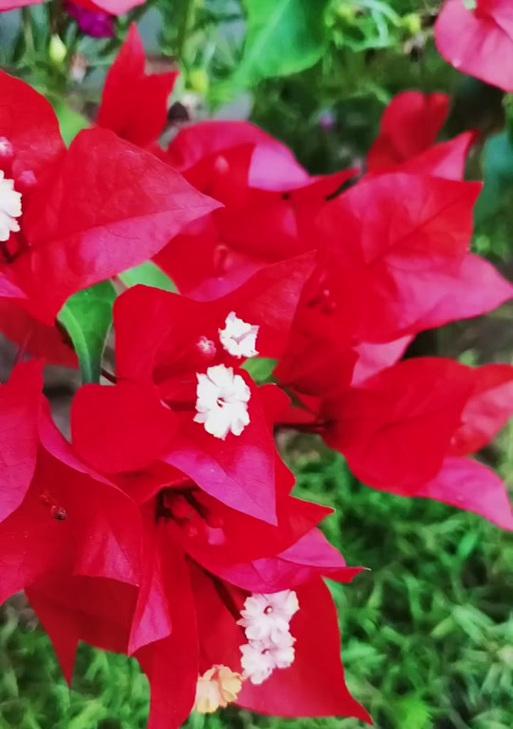 了解三角梅雪紫勤花的美丽与魅力（一场与三角梅雪紫勤花的相遇之旅）