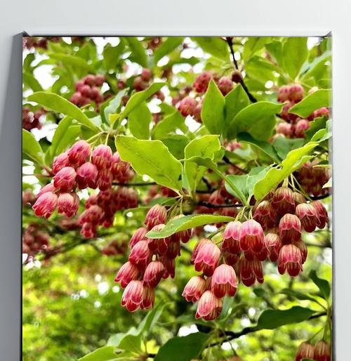 养殖好吊钟，高效出产（家庭养殖方法及技巧）