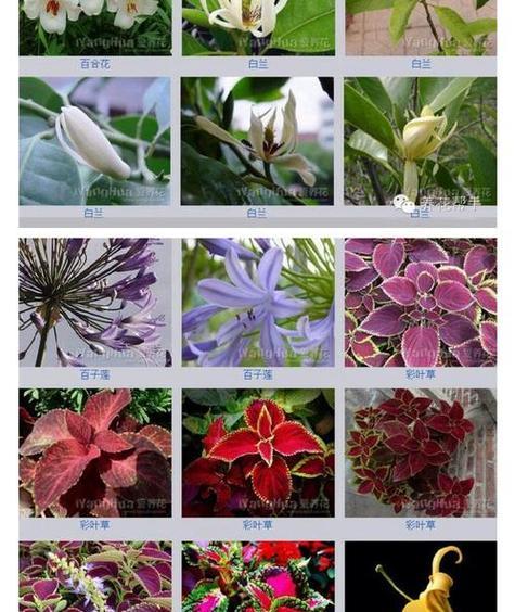 室内阔叶植物的养护和选购（打造绿色空间，从选择好植物开始）