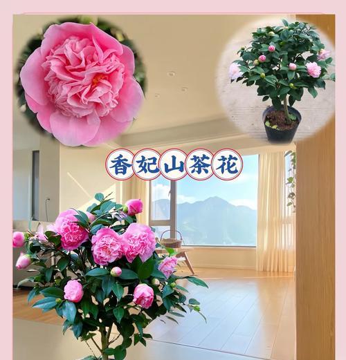 山茶花(山茶花的象征意义及其传承的文化价值)