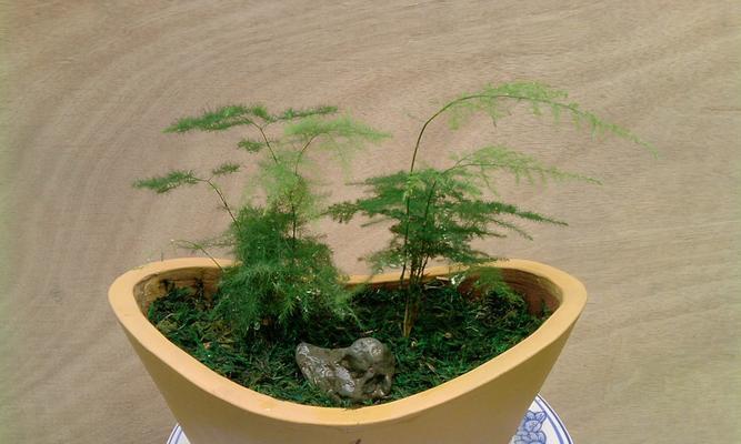 文竹的种种意义(探寻文竹在人类生活中的重要作用)