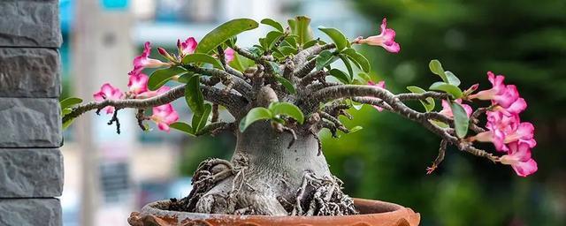 沙漠玫瑰花（鲜花中的沙漠奇迹-沙漠玫瑰花）