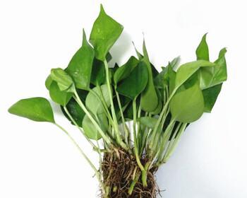 绿萝是水生植物吗？如何正确养护绿萝？