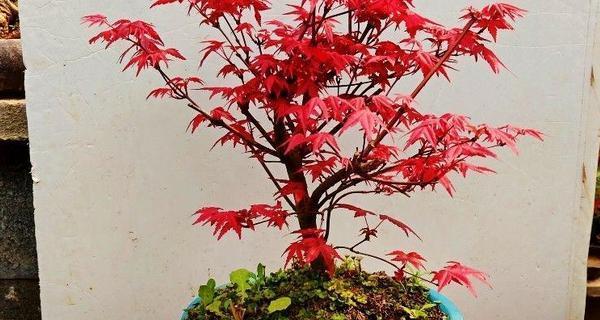 红枫树用什么肥料最好？施肥技巧与最佳肥料选择是什么？