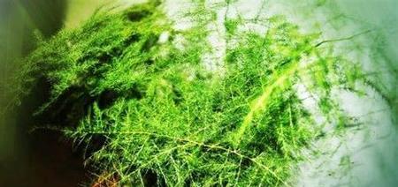 文竹扦插的成功率高吗?如何正确进行扦插操作?