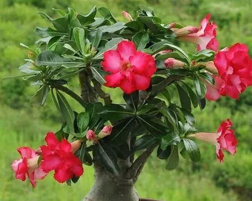 沙漠玫瑰的开花季节是什么时候？一年能开几次花？