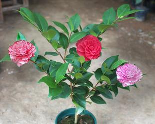 山茶花几点钟开花?如何判断最佳观赏时间?