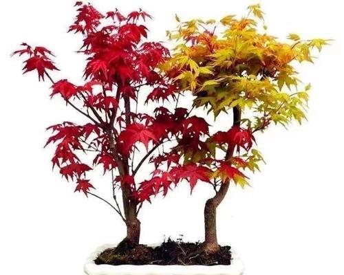 庭院种红枫好吗？适合栽在庭院什么位置？