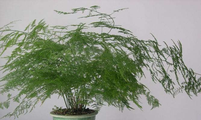 文竹能耐受的最低温度是多少?如何在冬季保护文竹?