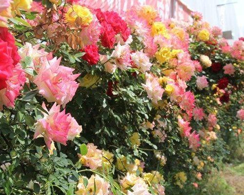 蔷薇花最佳种植时间是什么时候?适合春季还是秋季栽植?