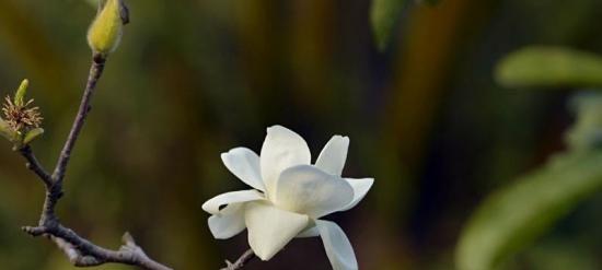 白玉兰花香对人体有害吗?接触后需要注意什么?