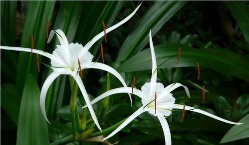 兰科植物有哪些种类？它们的特征是什么？