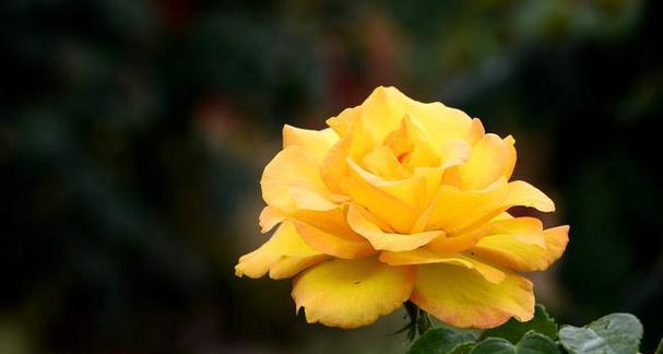 自信之花（探寻自信之花的美丽与力量）