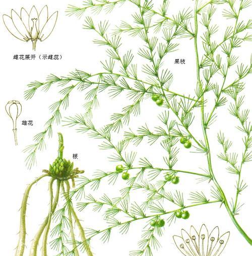 文竹养殖方法有哪些?养殖过程中应注意哪些问题?