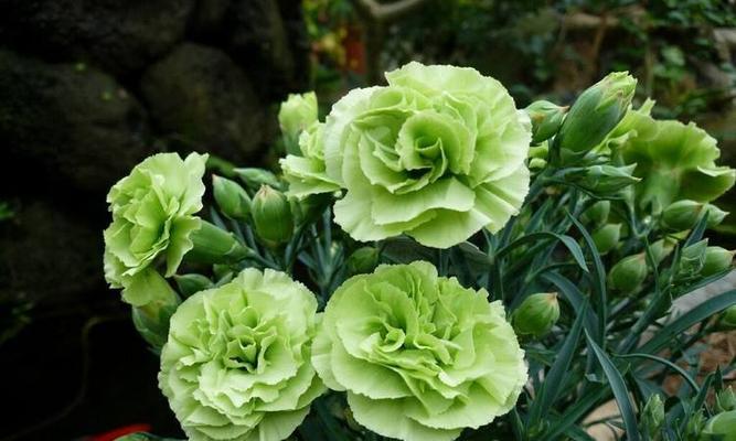 康乃馨冬天会开花吗？如何确保冬季开花？