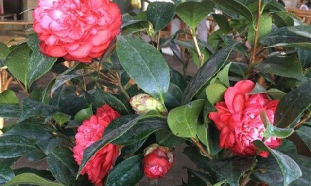 山茶花多久浇一次水?如何正确养护山茶花?
