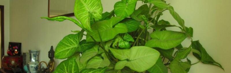 植物中的父爱（探索植物世界中象征父爱的种类和意义）