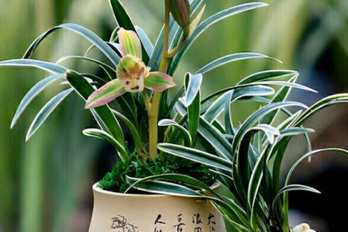 兰花的花语和寓意（探寻兰花的象征意义及文化内涵）