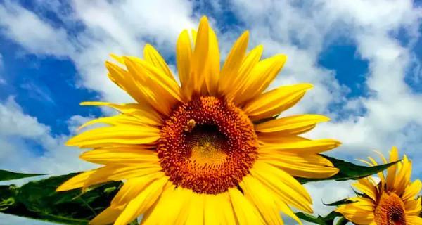 向日葵（探寻向日葵在不同文化中的象征意义）