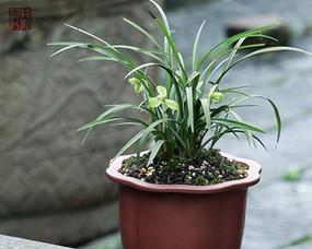 兰花适合深盆还是浅盆？如何选择合适的花盆？