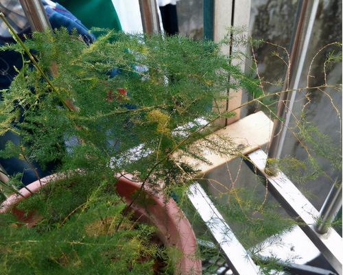 文竹不开花的原因是什么?如何促进开花?