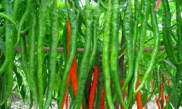 辣椒是经济作物吗？它属于哪一类作物？
