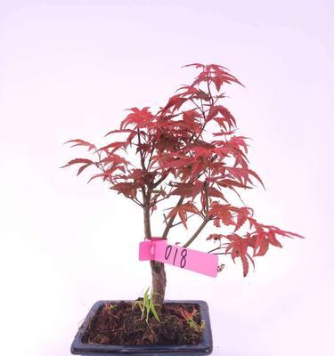 红枫浇水的正确方法是什么？如何避免过度浇水导致红枫死亡？