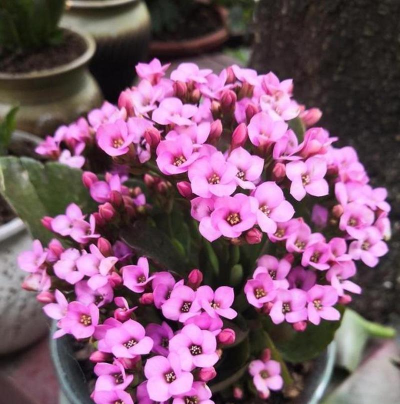 长寿花摘心的含义及传统习俗(探索长寿花与心意符号的深层联系)