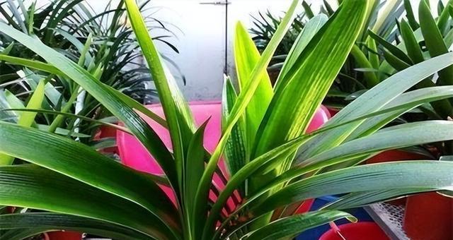 君子兰，尊贵与高雅的象征（一朵花的故事）