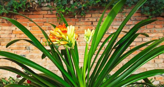 君子兰，尊贵与高雅的象征（一朵花的故事）