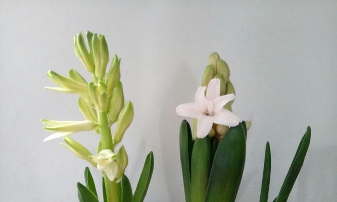 风信子的寓意（用风信子诠释生命的脉动和变迁）