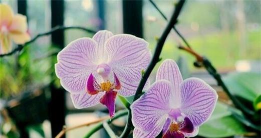 热烈爱意之花语——以康乃馨为主题的花语探析（康乃馨）