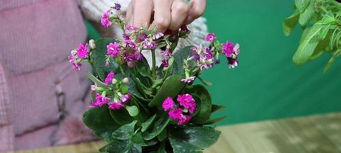 长寿花花谢后应该怎么办?花谢后养护方法有哪些?