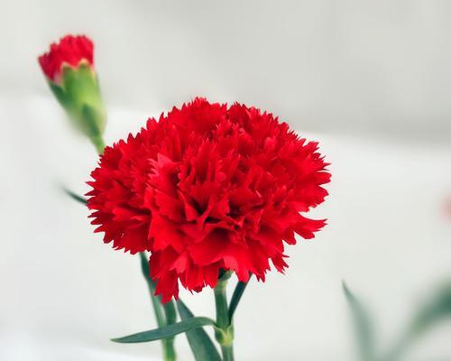 康乃馨（一朵康乃馨花的美丽故事）