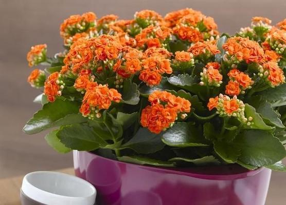 长寿花的寓意与象征意义(深入探索长寿花的寓意)