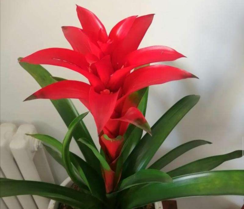 春节期间什么花最能代表节日气氛？如何挑选春节花卉？