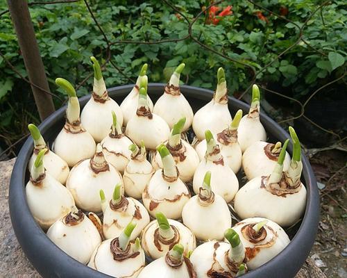 仙人球水培和土培哪种更优？养护技巧有哪些？